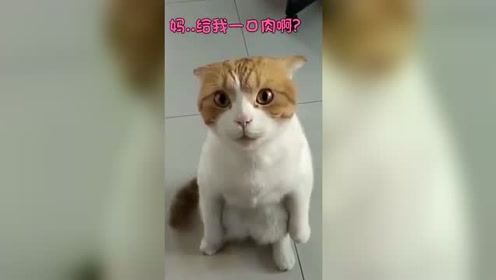 他与她的猫，虚拟与现实的情感交织在线阅读